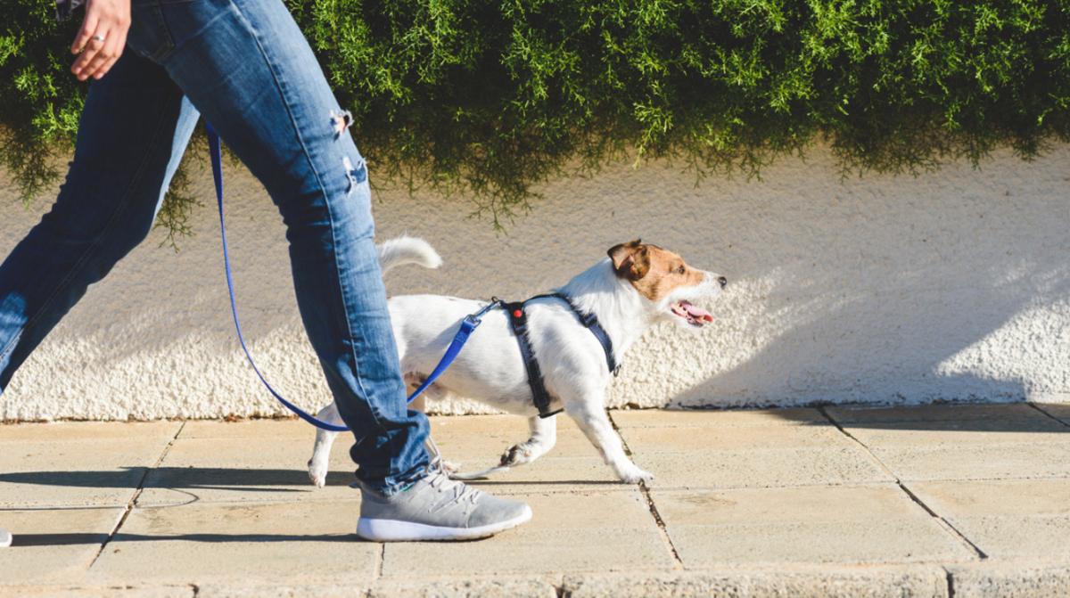 Best Walking Shoes _lead